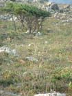 Lindos2004-C1-157