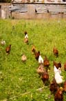 _MG_6712