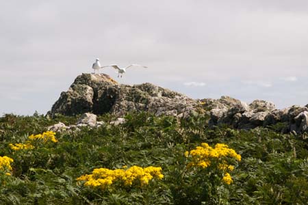 _MG_8365